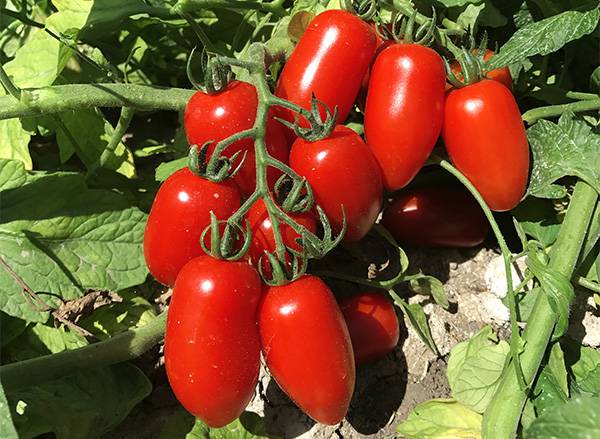 Tomates La Pizza de Manosque